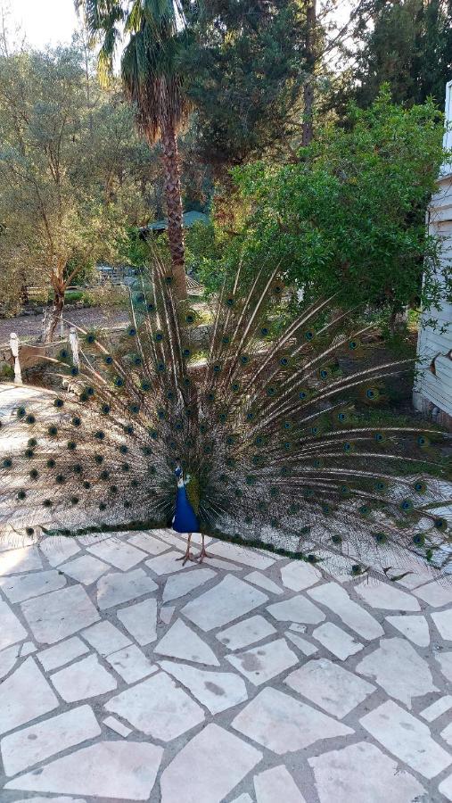 Angels Garden Hotel Kumluca Ngoại thất bức ảnh